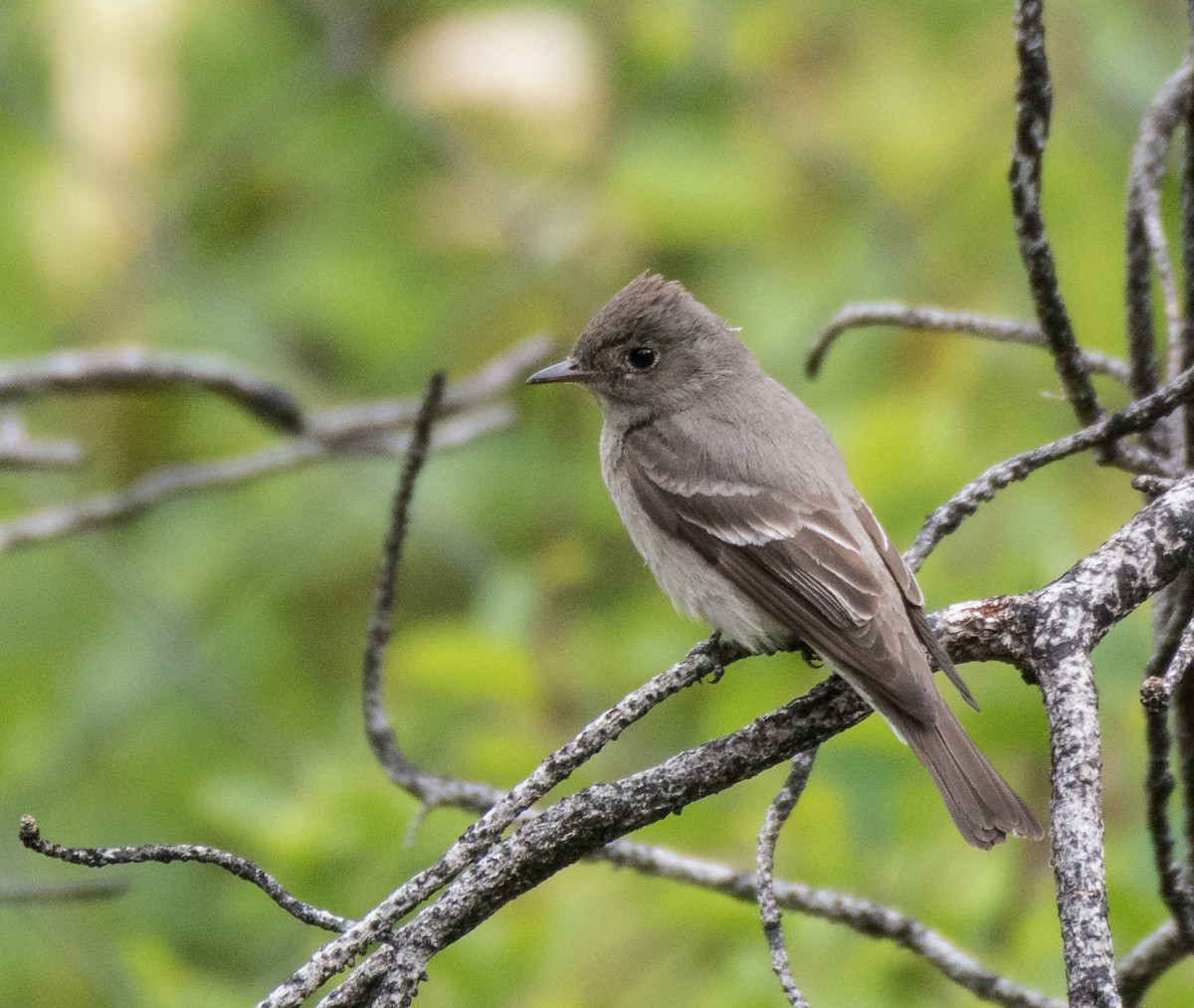 Western Wood-Pewee - Bob Bowhay