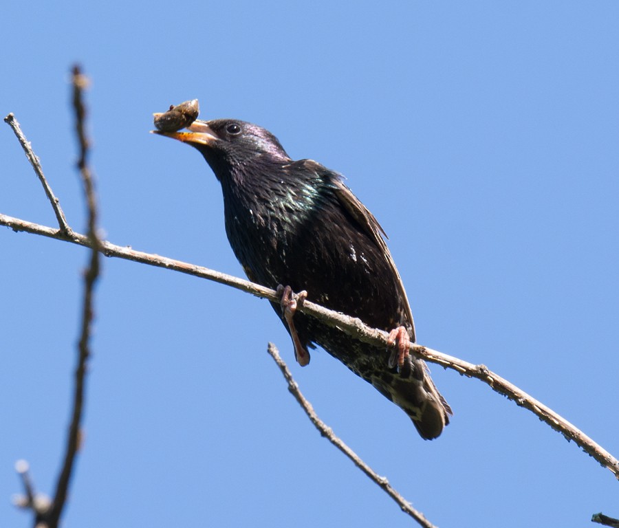 European Starling - Jack and Shirley Foreman