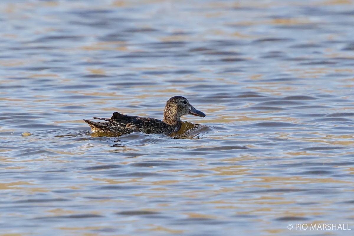 Blue-winged Teal - ML287547241