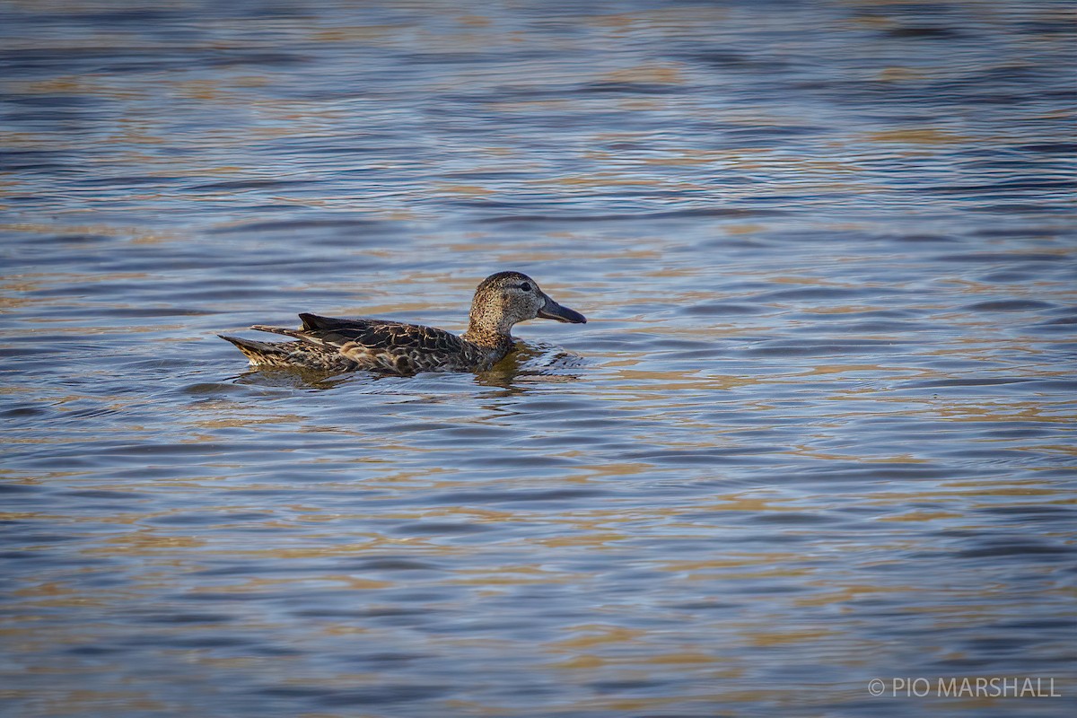 Blue-winged Teal - ML287547251