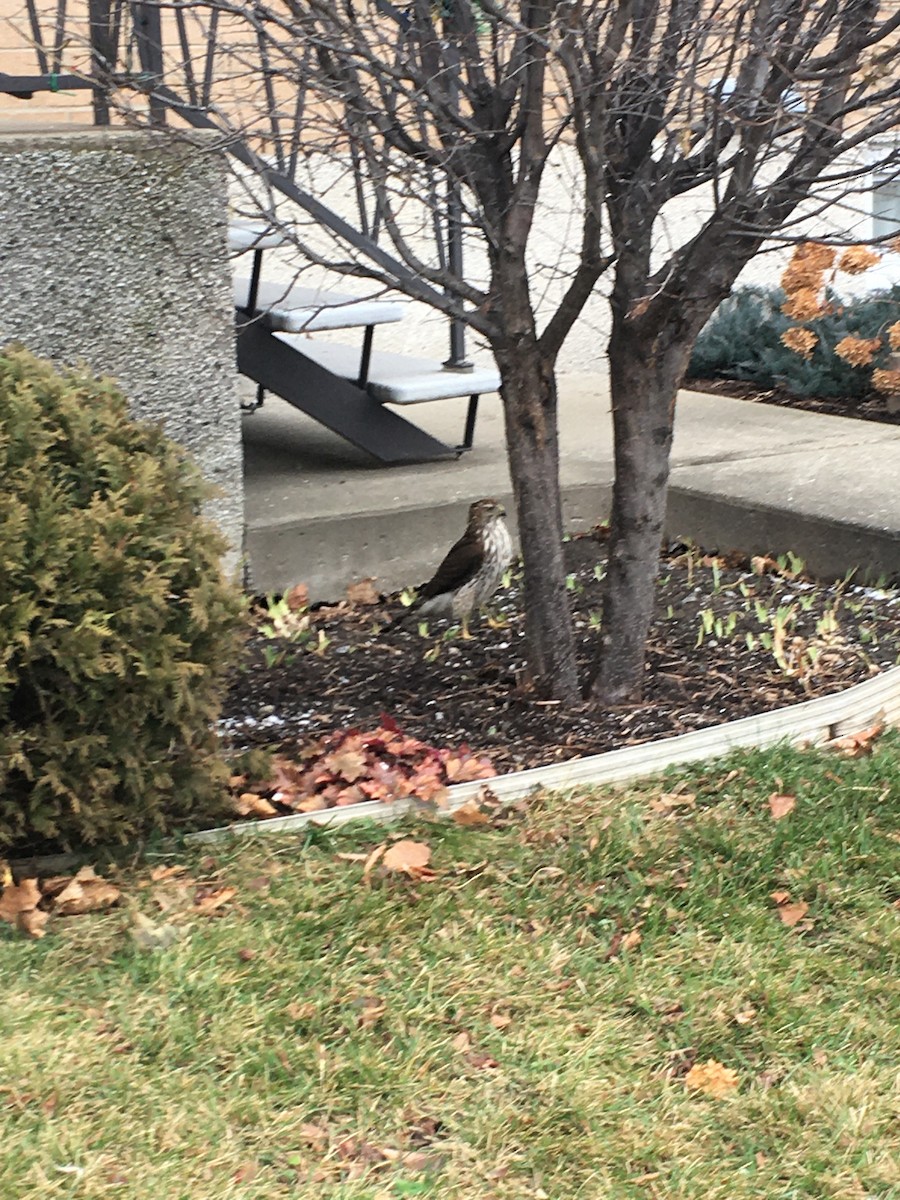 Cooper's Hawk - ML287548151