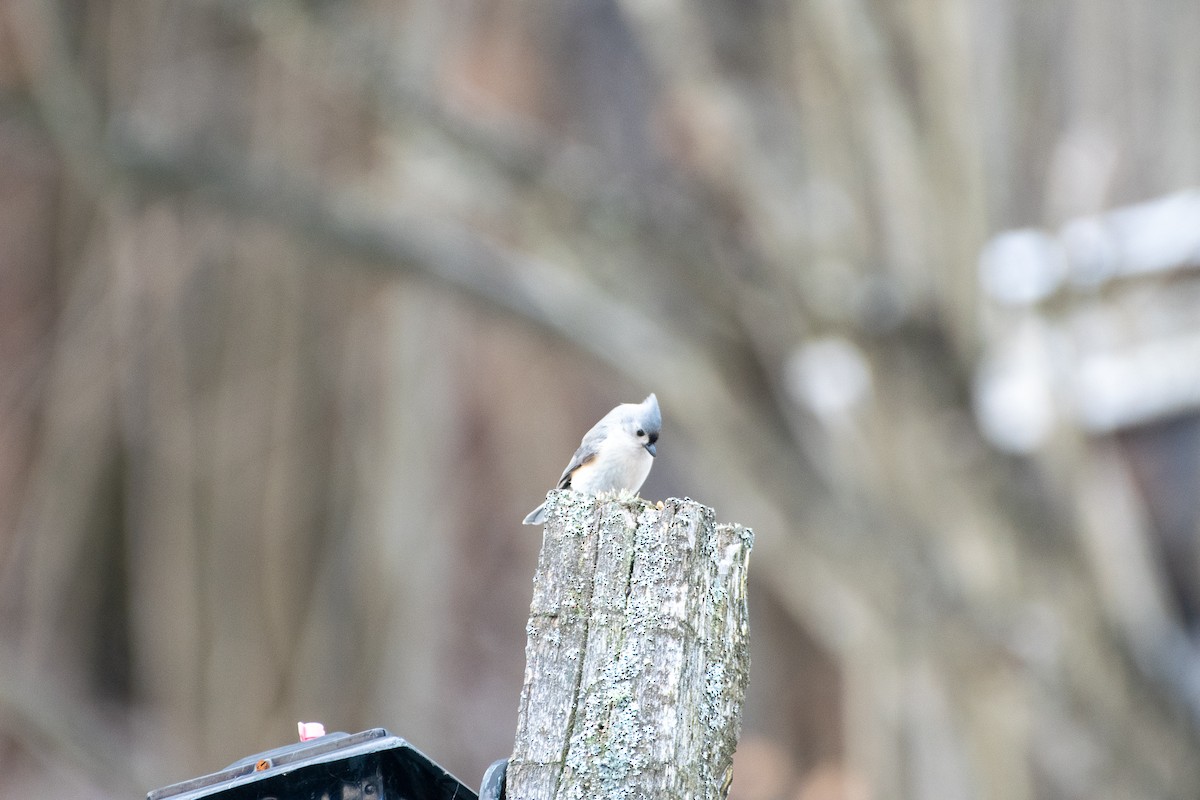 Tufted Titmouse - Richard Littauer