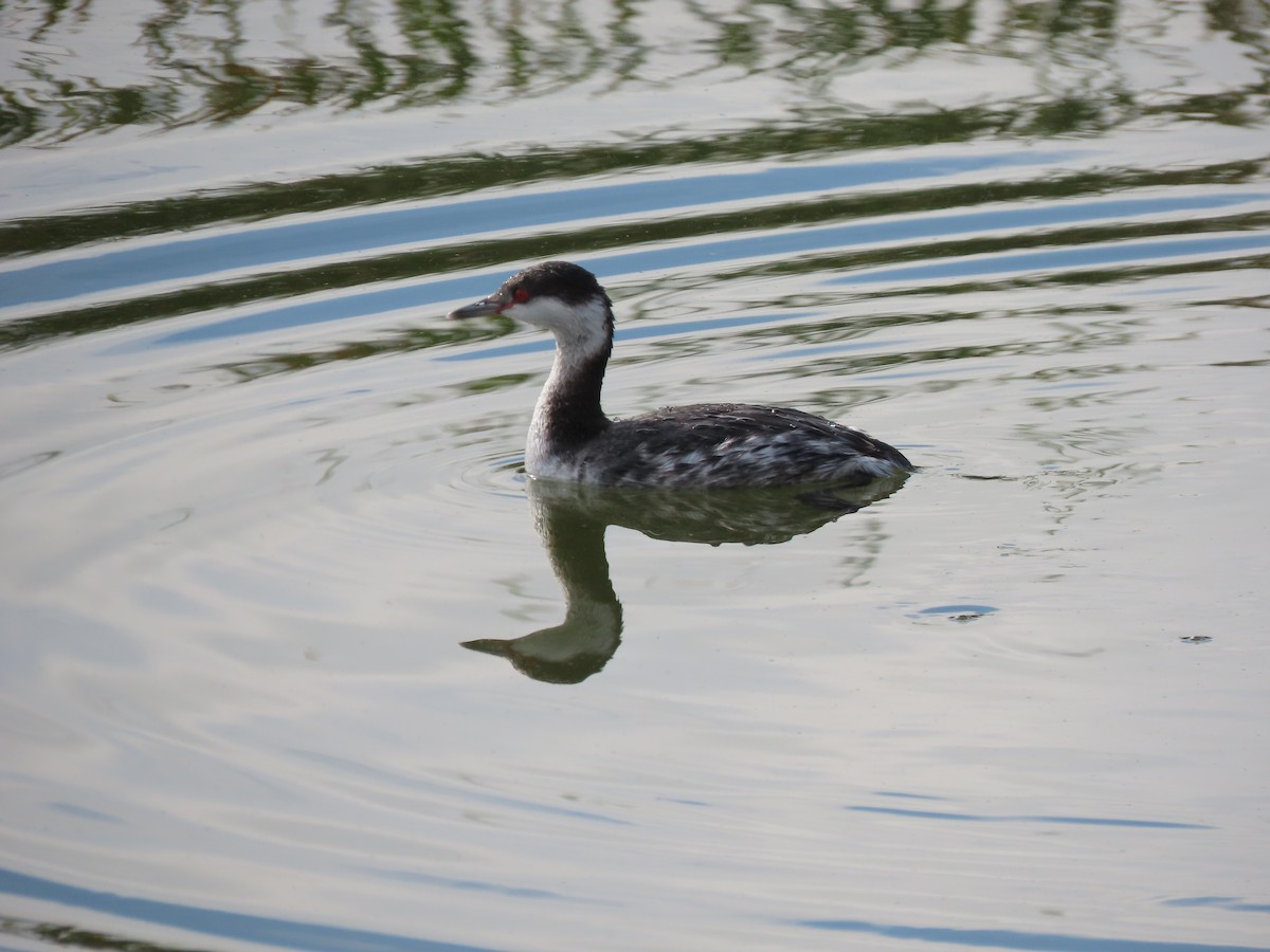 Horned Grebe - Kathy Rigling