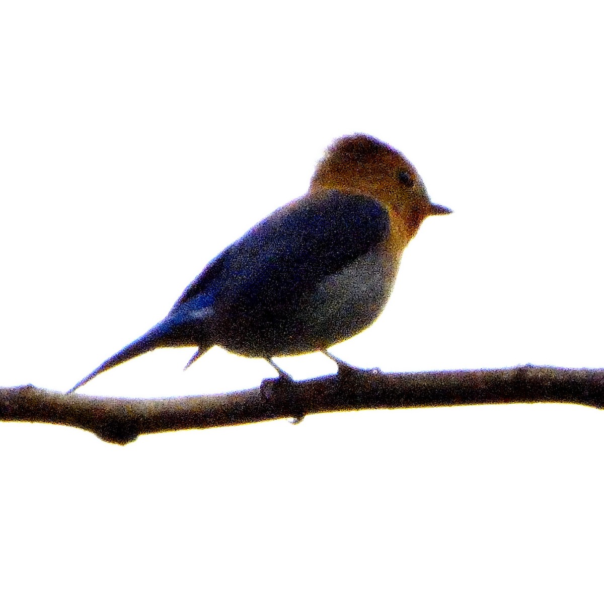 Saphirschnäpper - ML287551401