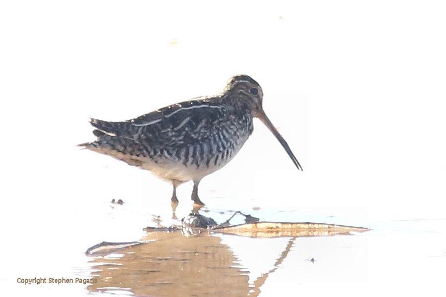 Wilson's Snipe - Steve Pagans