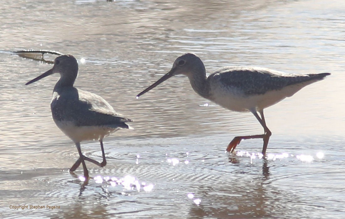 Greater Yellowlegs - ML287552011