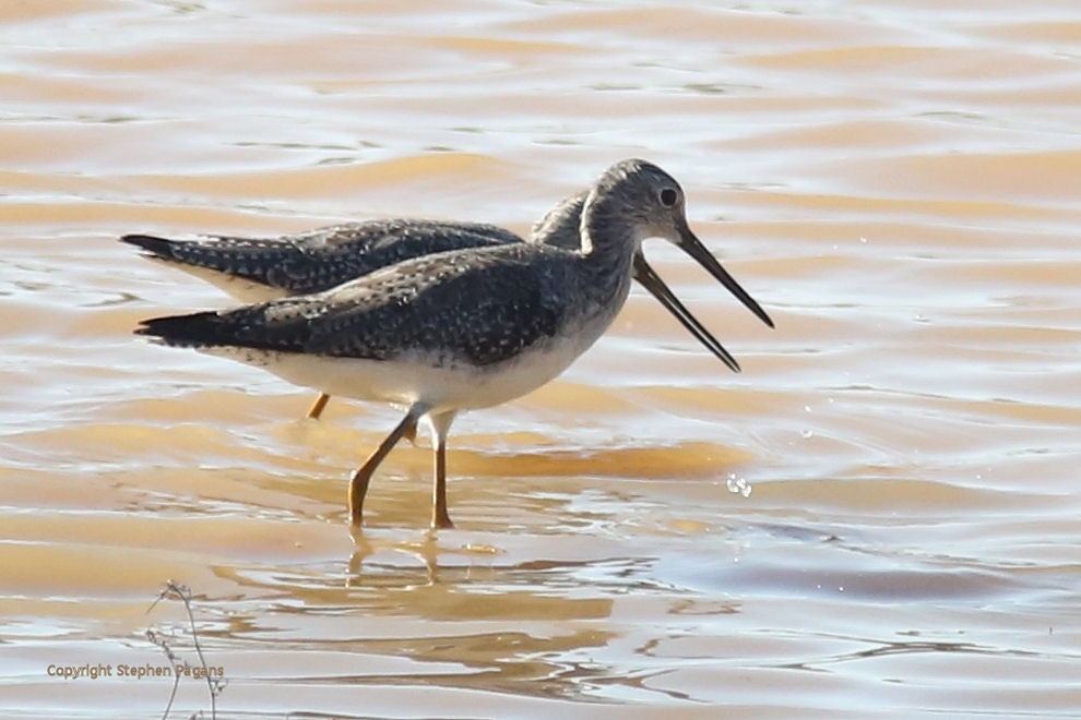 Greater Yellowlegs - Steve Pagans