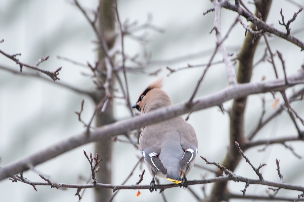 Bohemian Waxwing - ML287552131