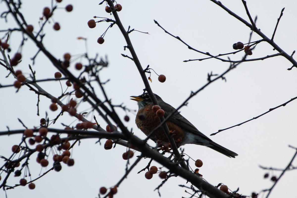 American Robin (migratorius Group) - ML287552151