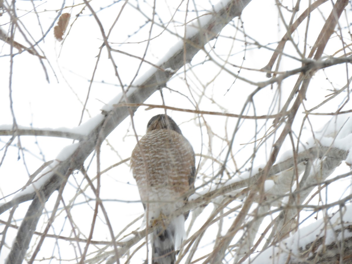 Sharp-shinned Hawk - George Steele