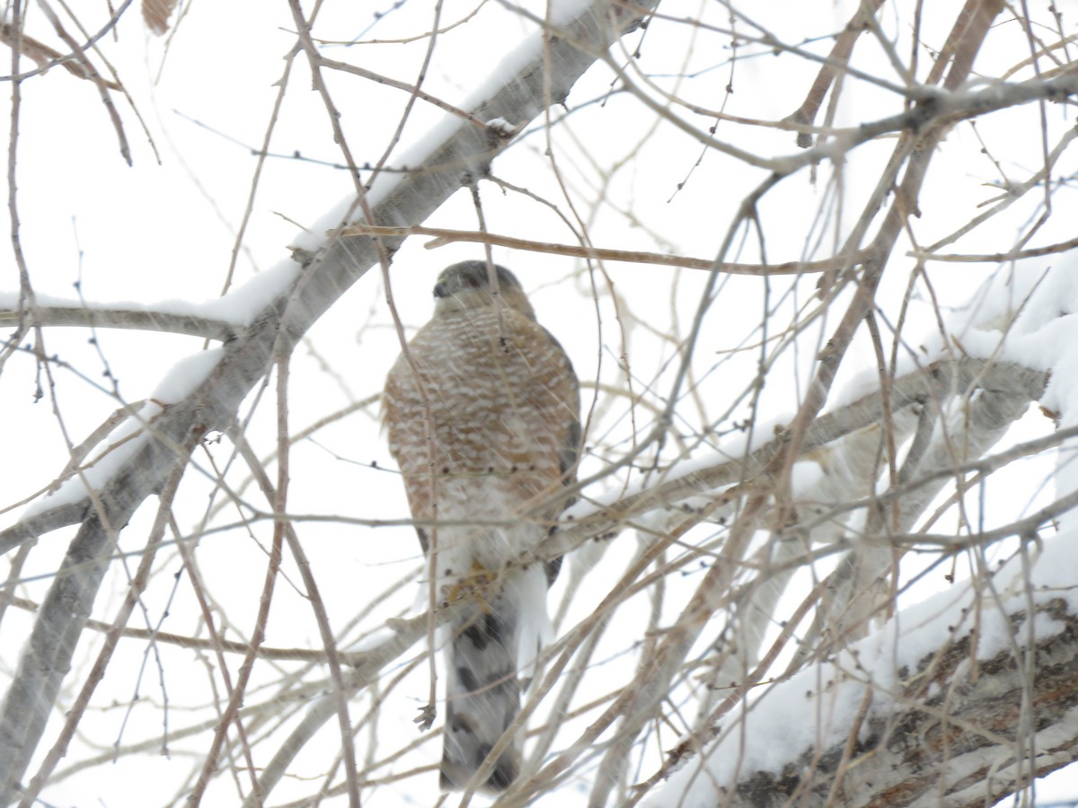 Sharp-shinned Hawk - ML287553981