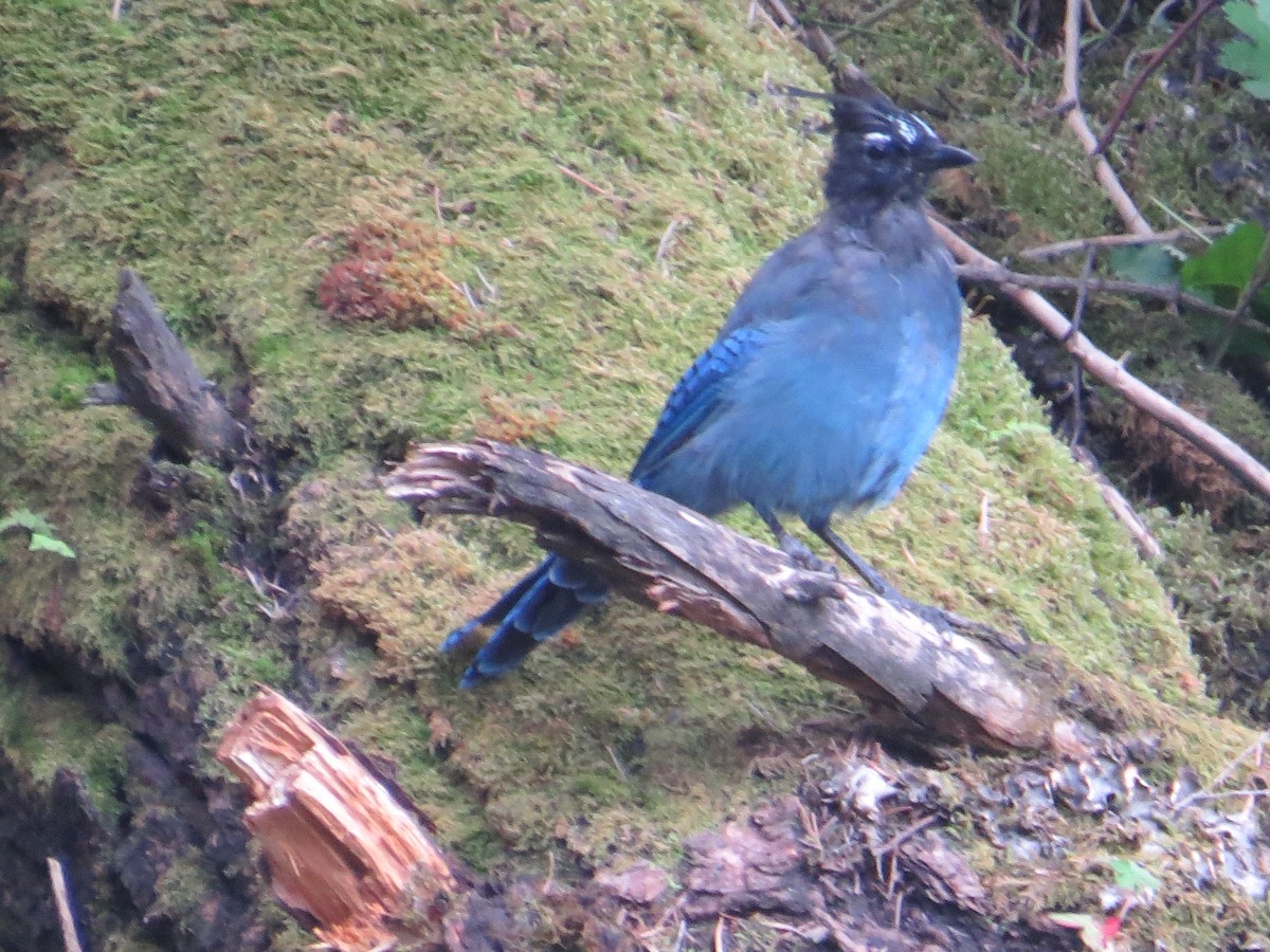 Steller's Jay - ML287554381