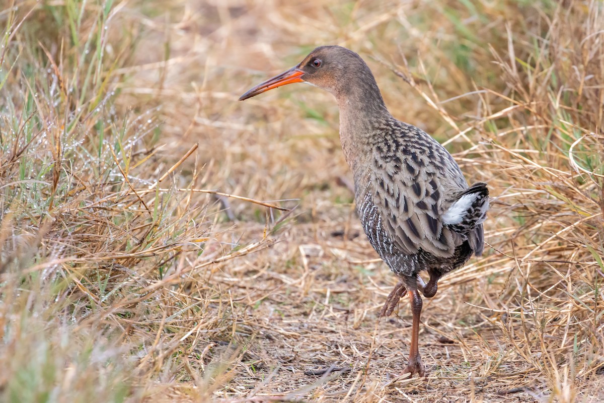 Ridgway's Rail (San Francisco Bay) - Connor Cochrane