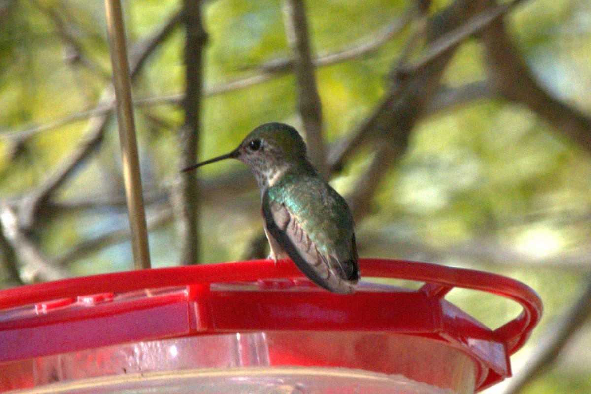 Calliope Hummingbird - ML287557191
