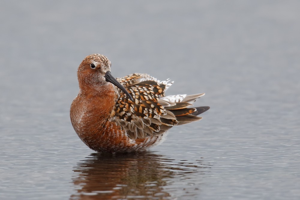 Curlew Sandpiper - Geoff Malosh