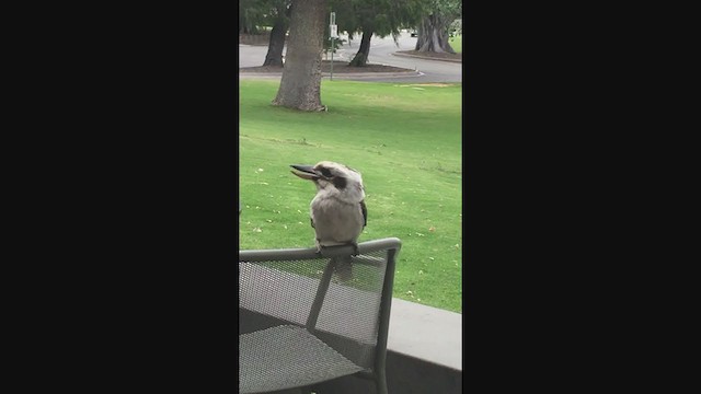 Laughing Kookaburra - ML287557981
