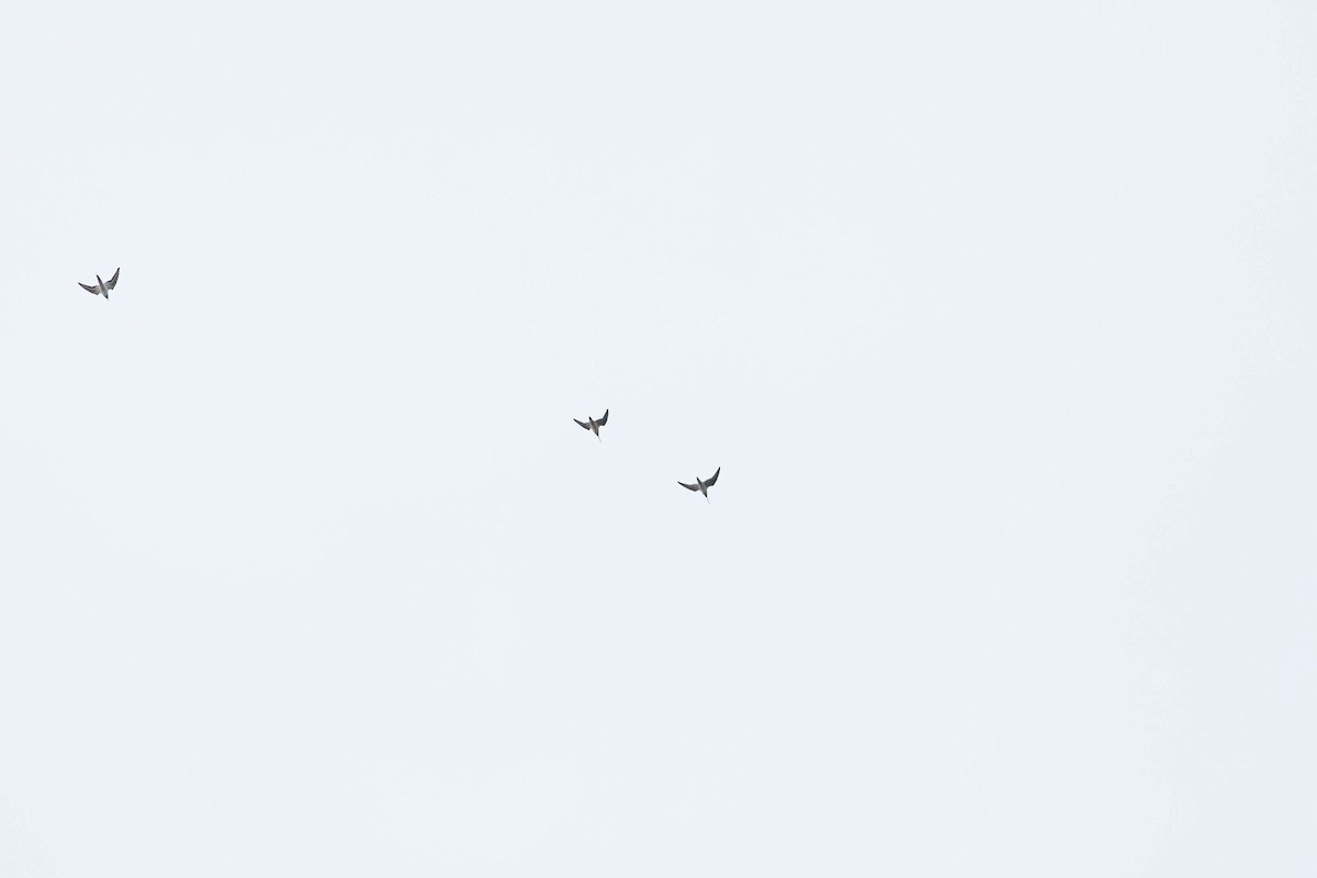 Short-billed Dowitcher - ML287558121