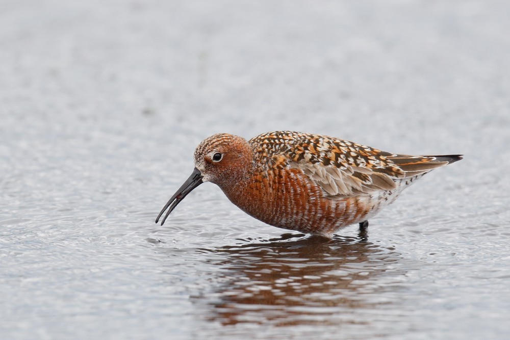 Curlew Sandpiper - Geoff Malosh