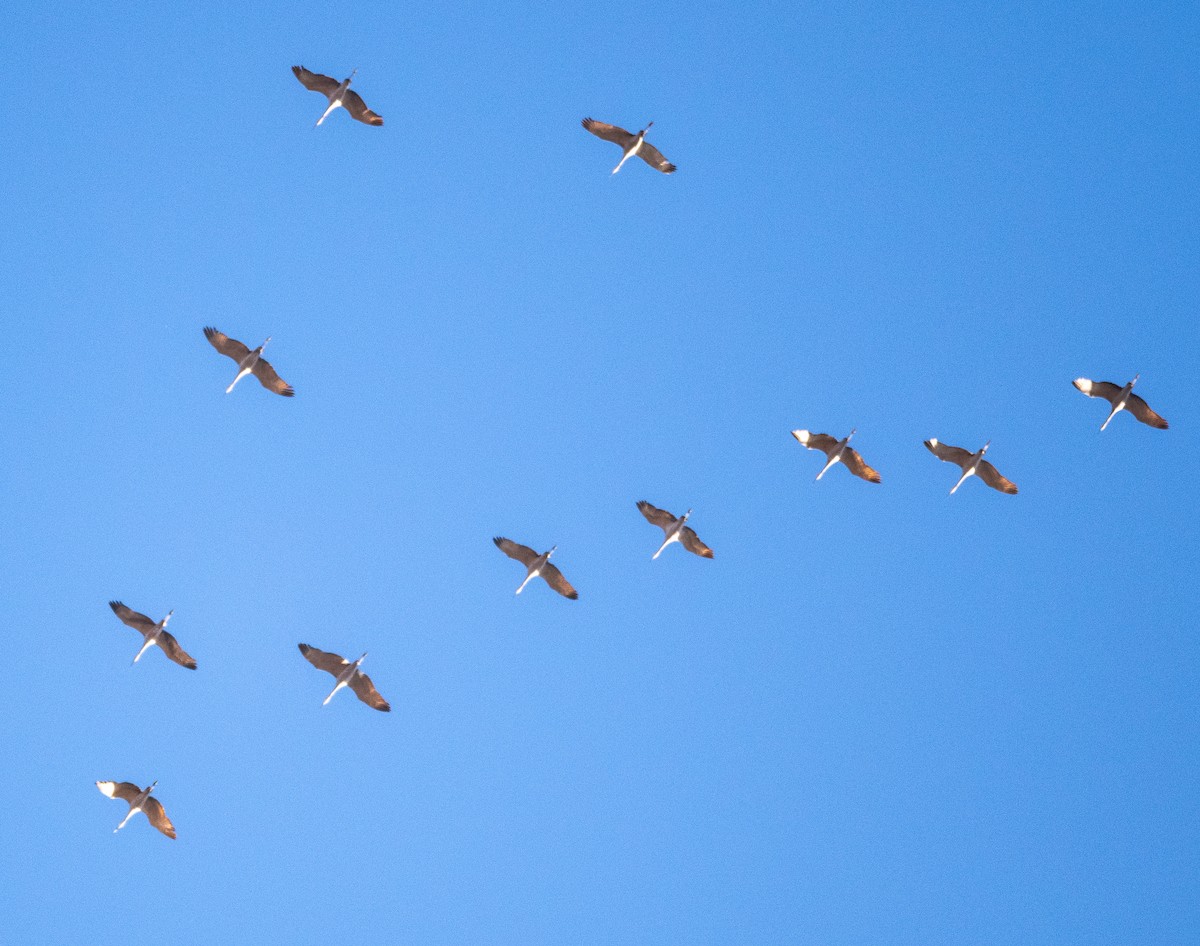 Sandhill Crane - ML287558591