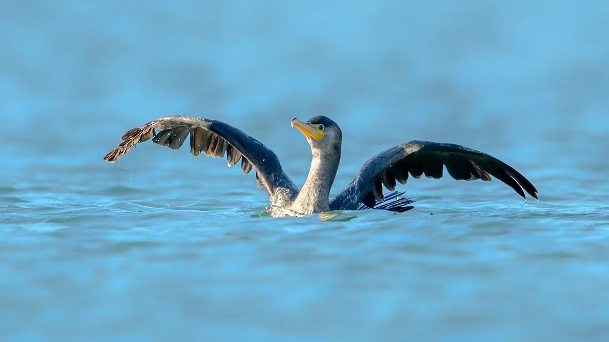 Japanese Cormorant - ML287559471