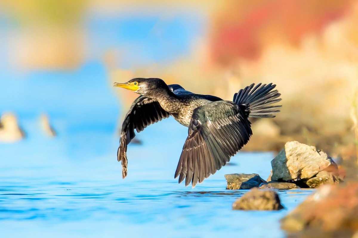 Japanese Cormorant - 浙江 重要鸟讯汇整