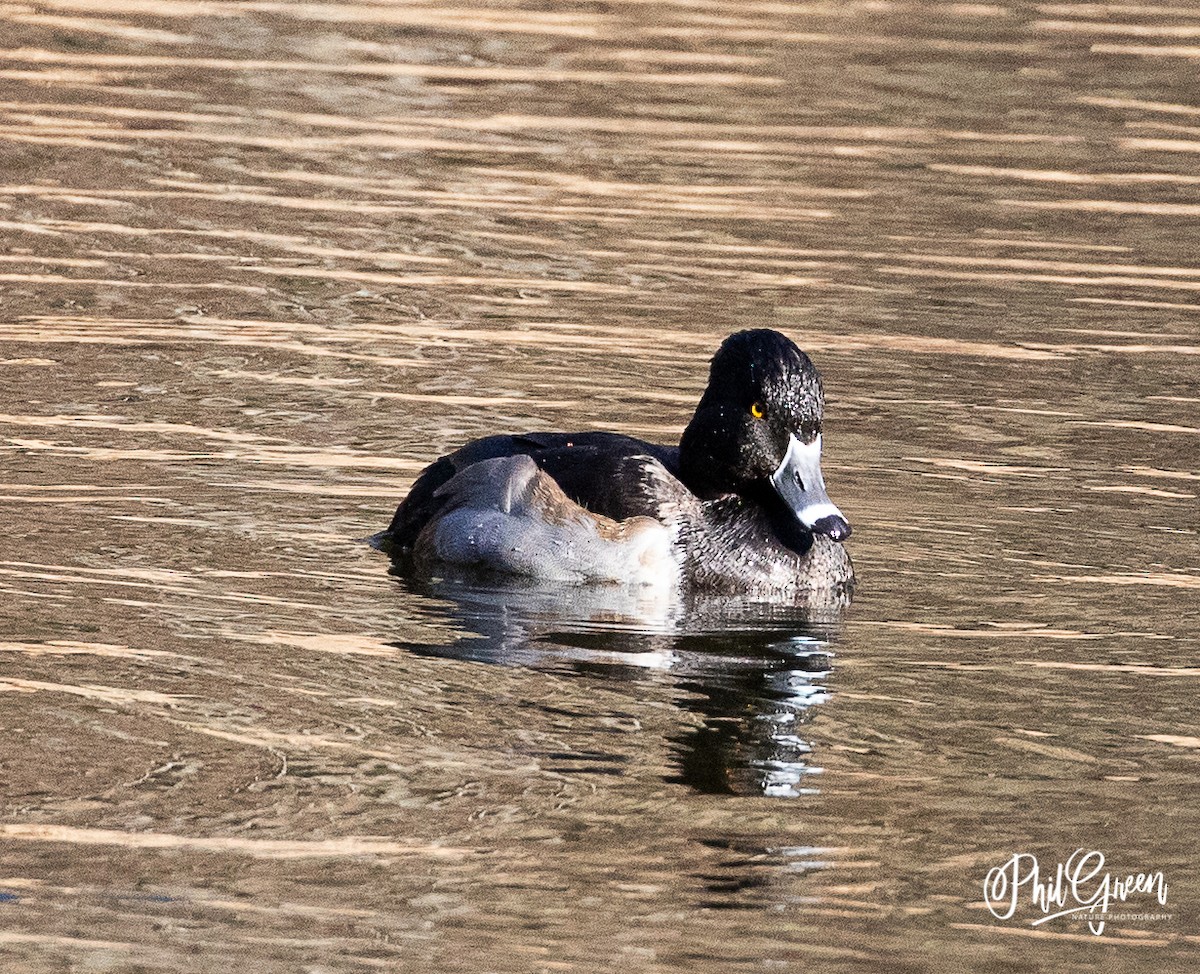 Ring-necked Duck - Phil Green