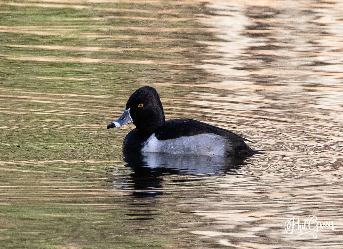 Ring-necked Duck - Phil Green