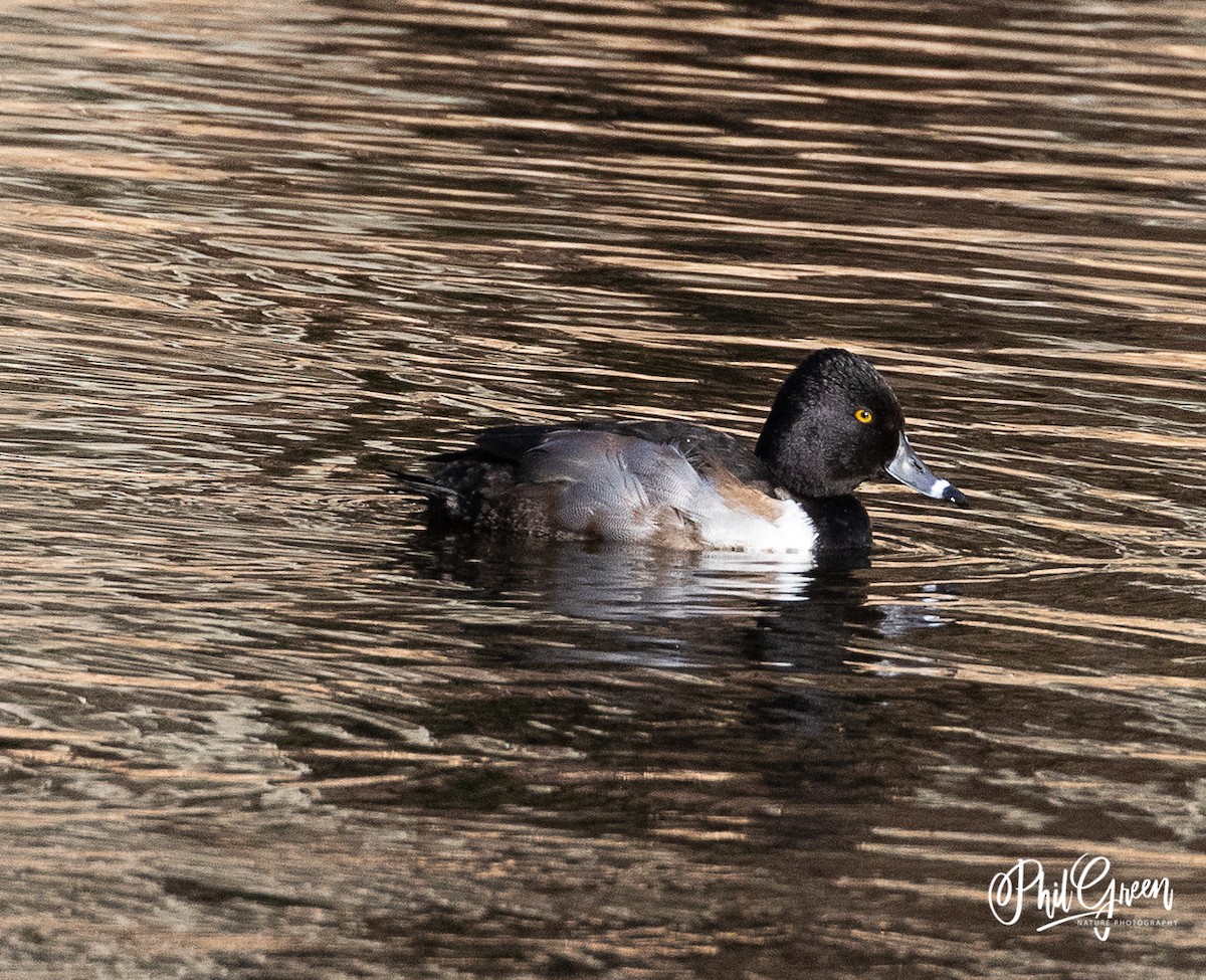 Ring-necked Duck - Phil Green