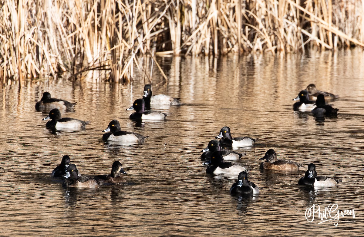 Ring-necked Duck - ML287560881