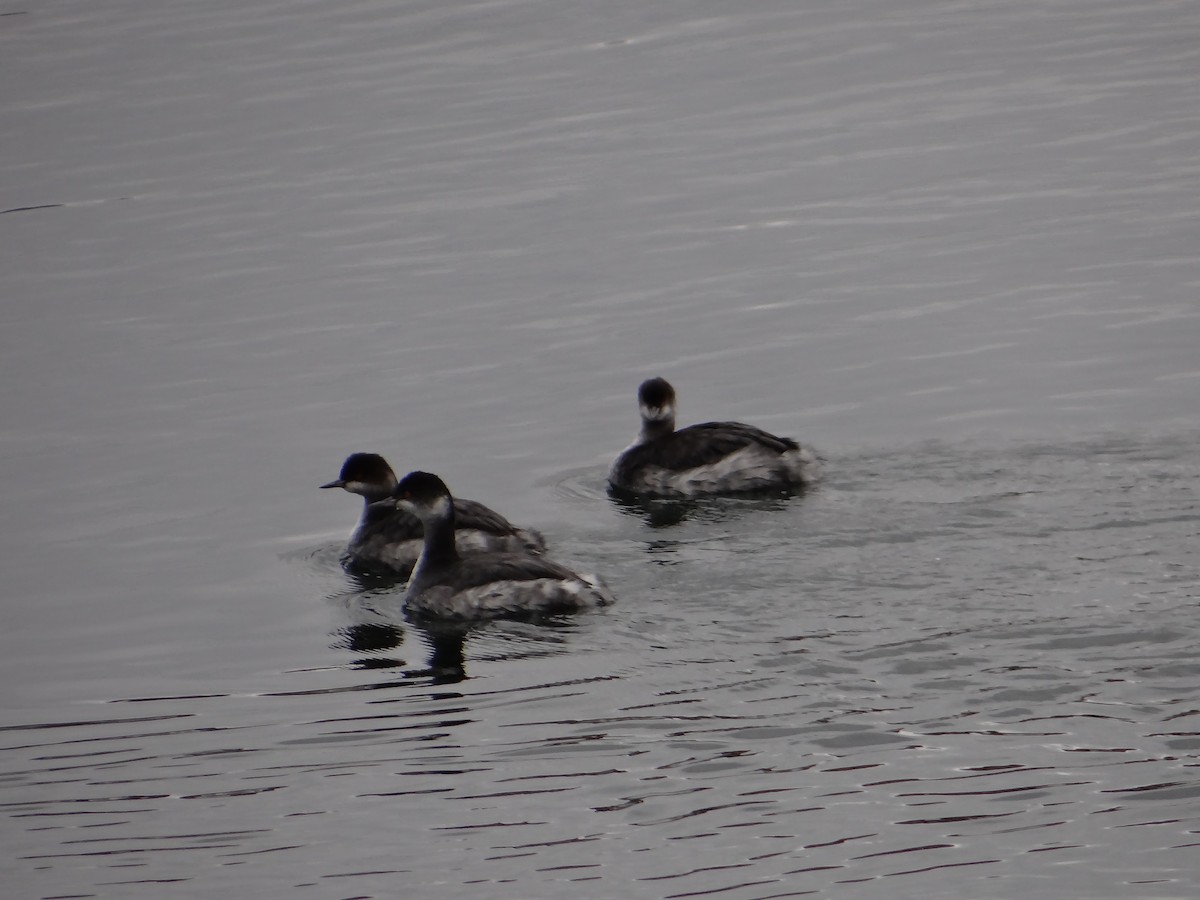 Eared Grebe - ML287562611