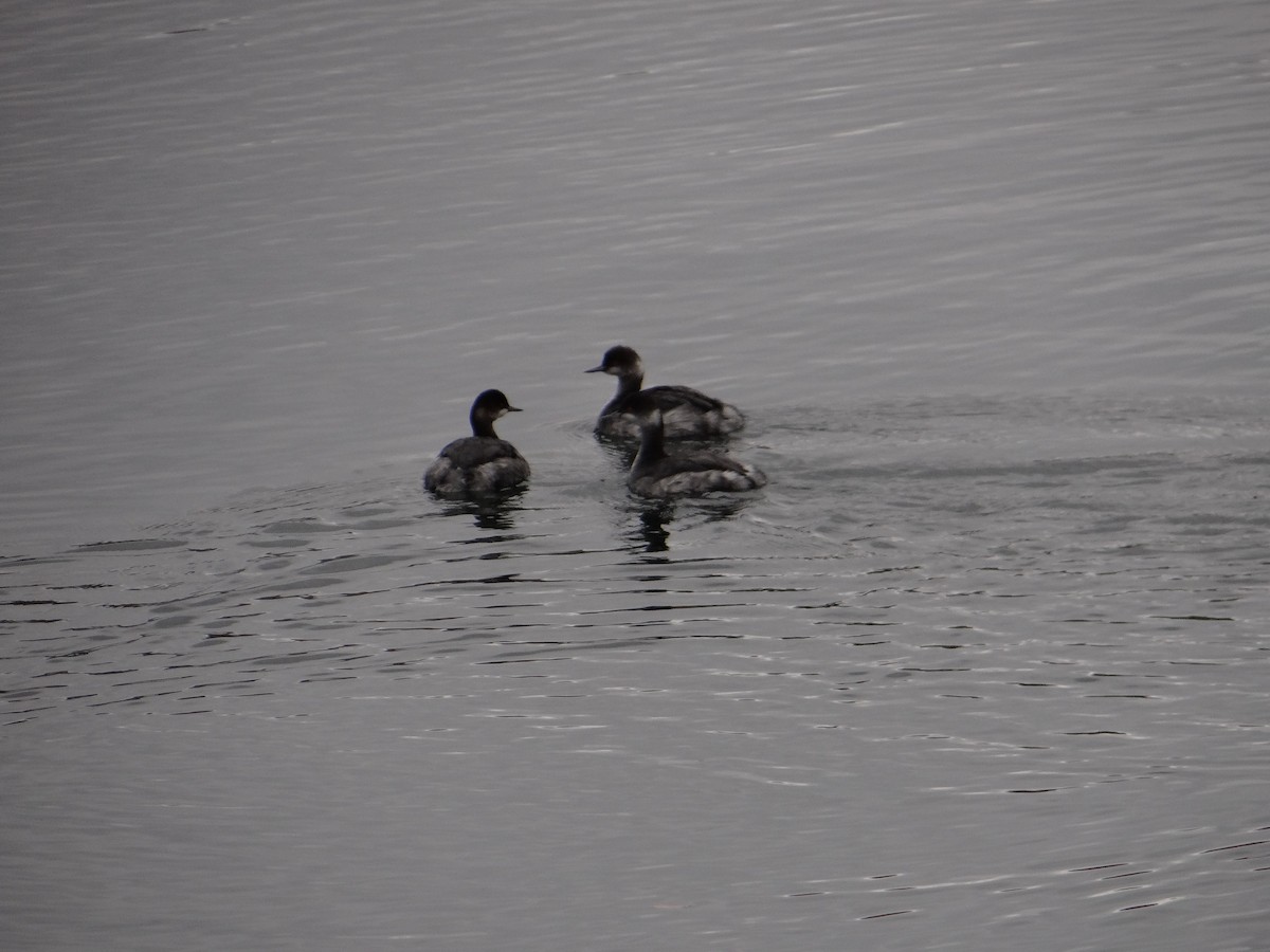 Eared Grebe - ML287562951