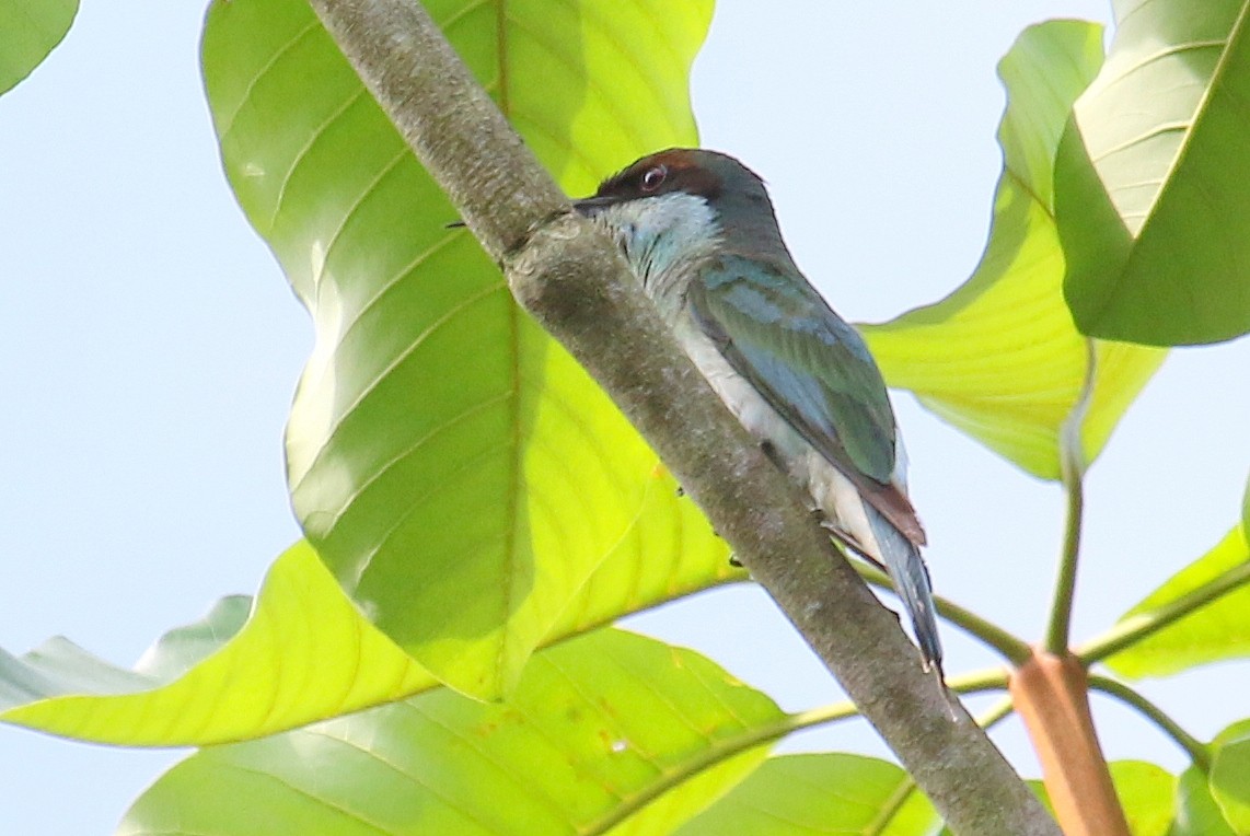 Blue-throated Bee-eater - ML287563751