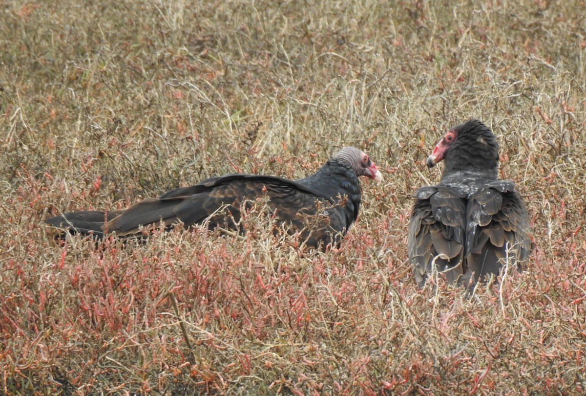 Turkey Vulture - ML287565301