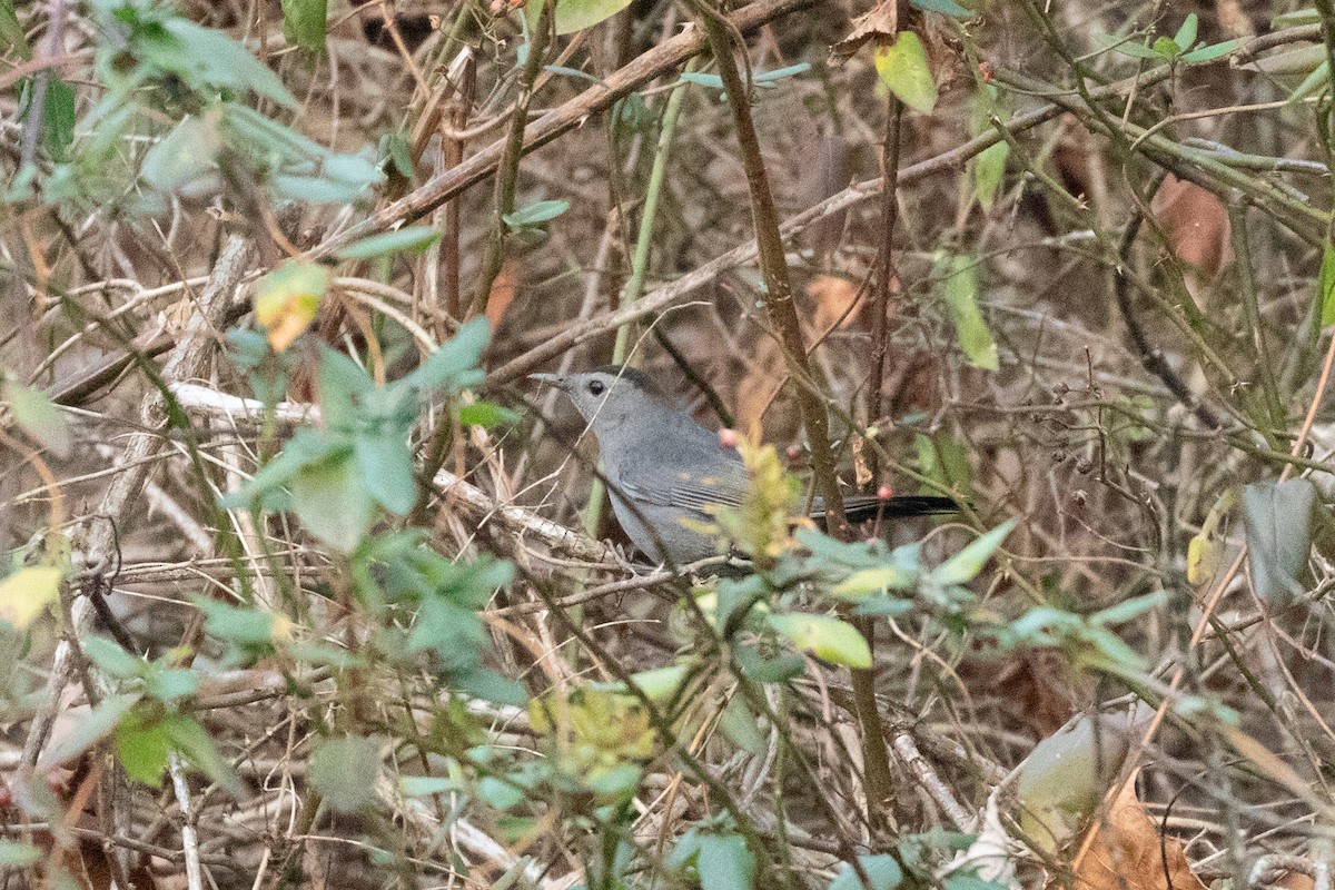 Gray Catbird - ML287565501