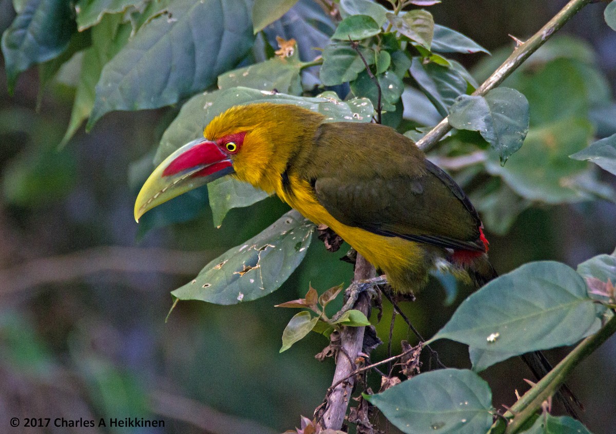 Saffron Toucanet - ML287565791