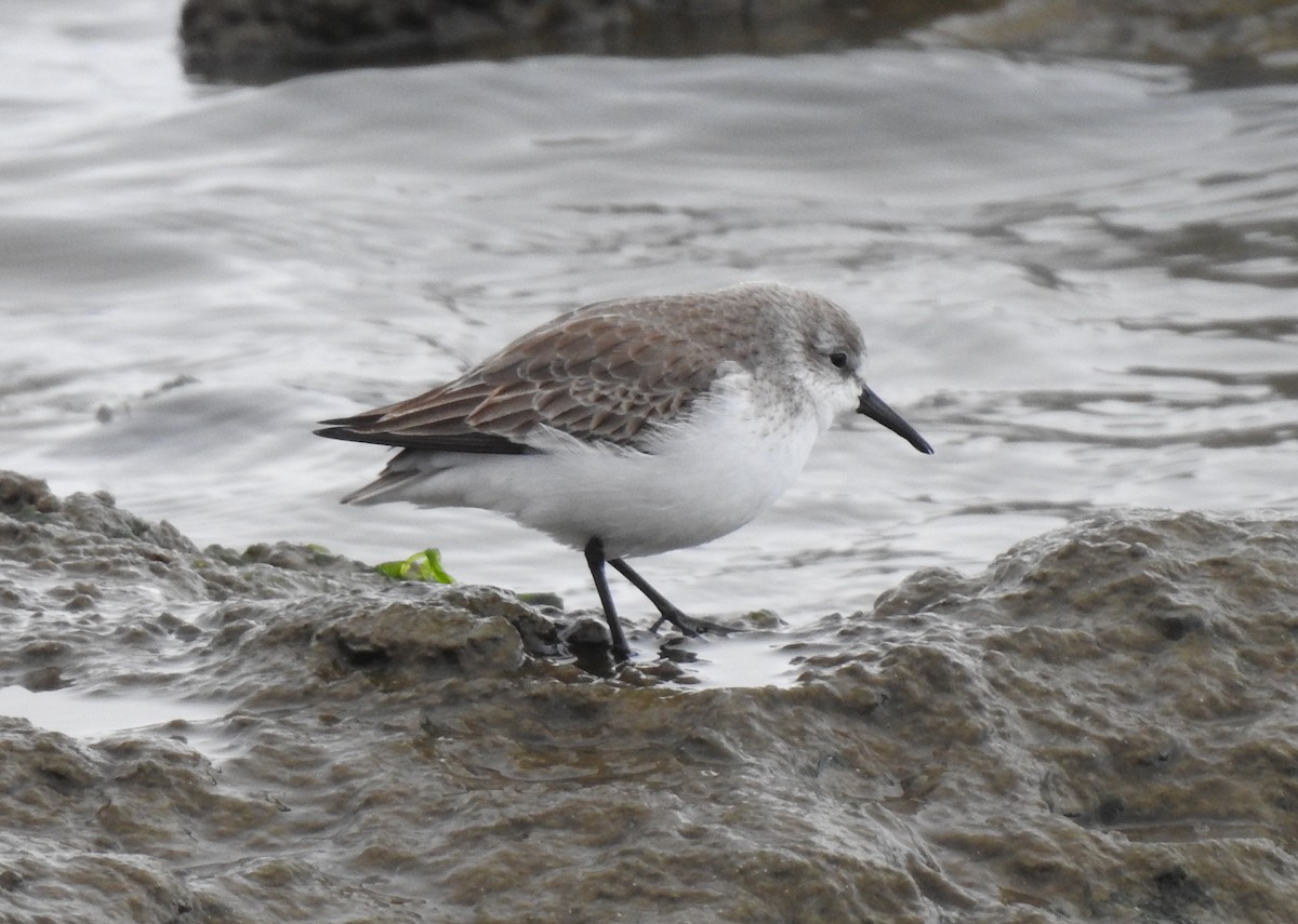 Western Sandpiper - ML287566111