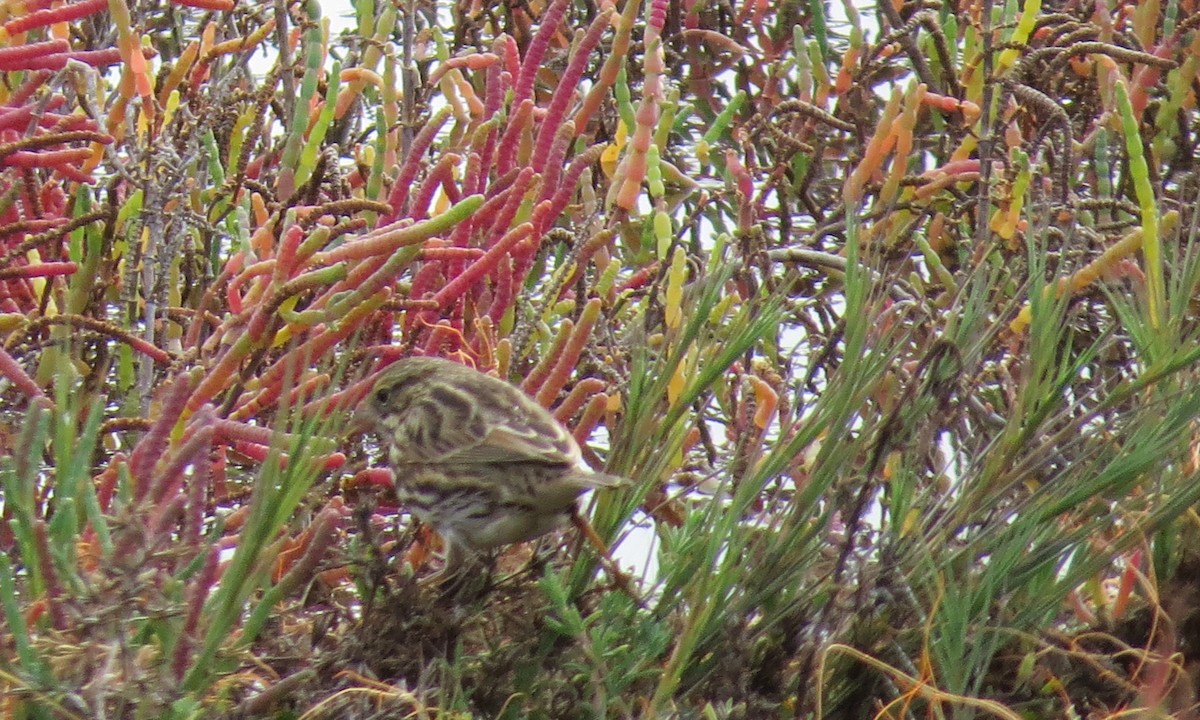 Savannah Sparrow - ML287567481