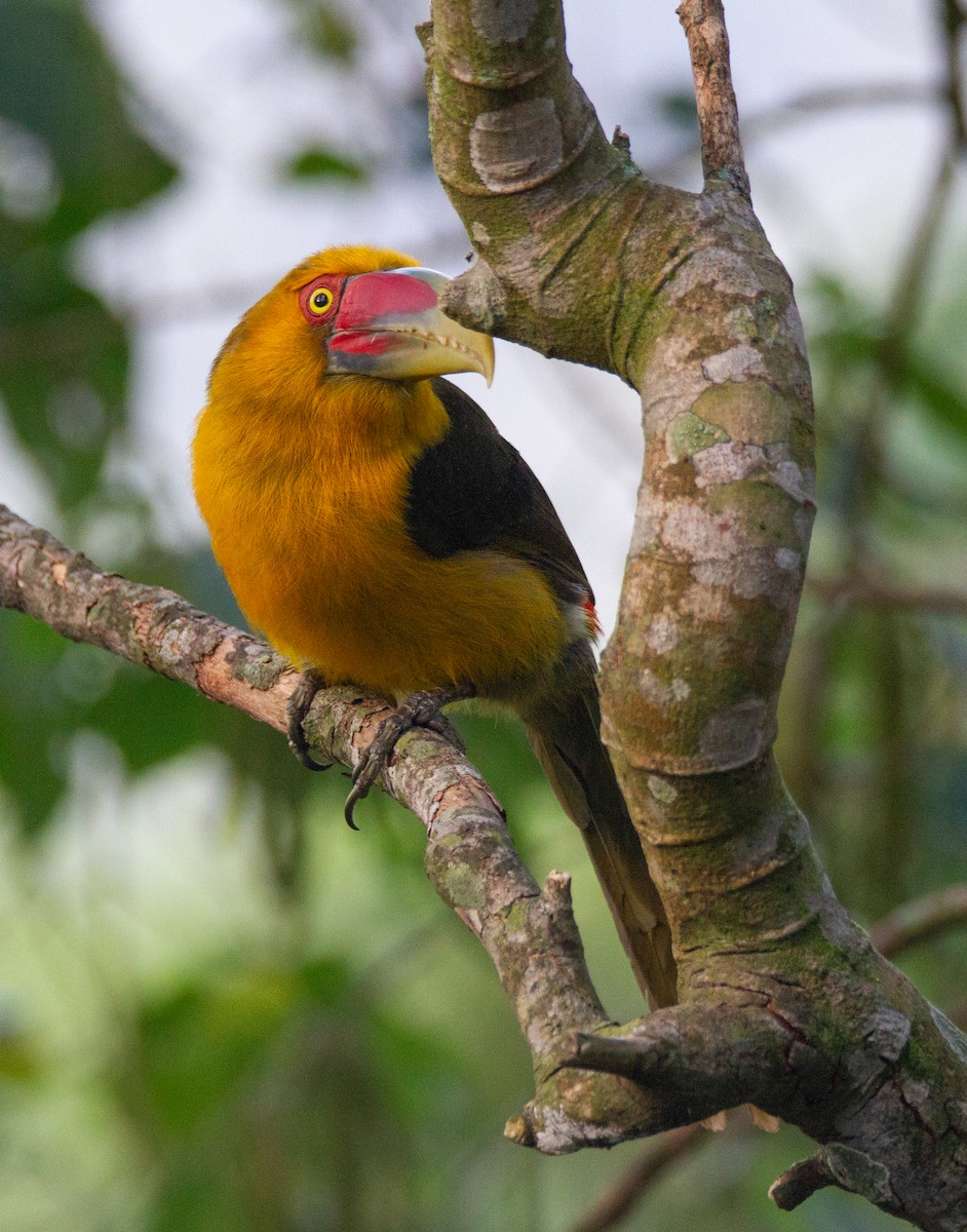 Saffron Toucanet - ML287567941