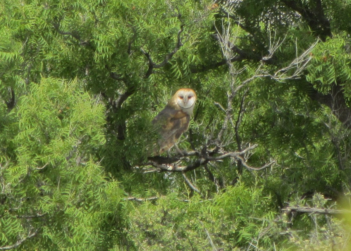 American Barn Owl - ML28757001