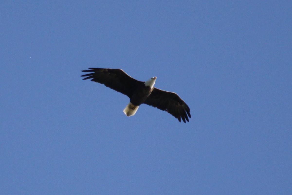 Bald Eagle - ML287571311