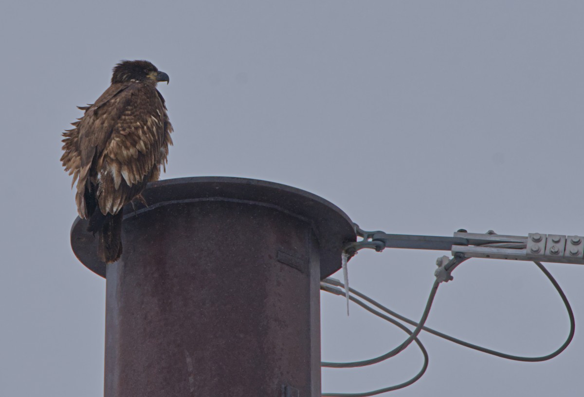 Weißkopf-Seeadler - ML287571631