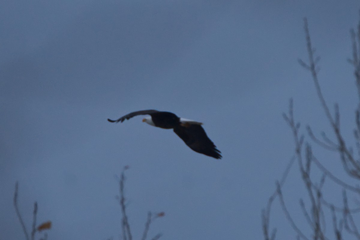 Weißkopf-Seeadler - ML287571731