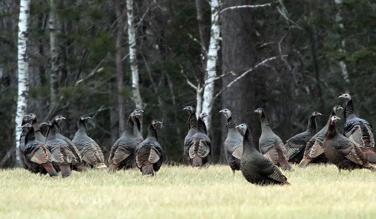 Wild Turkey - ML287575131