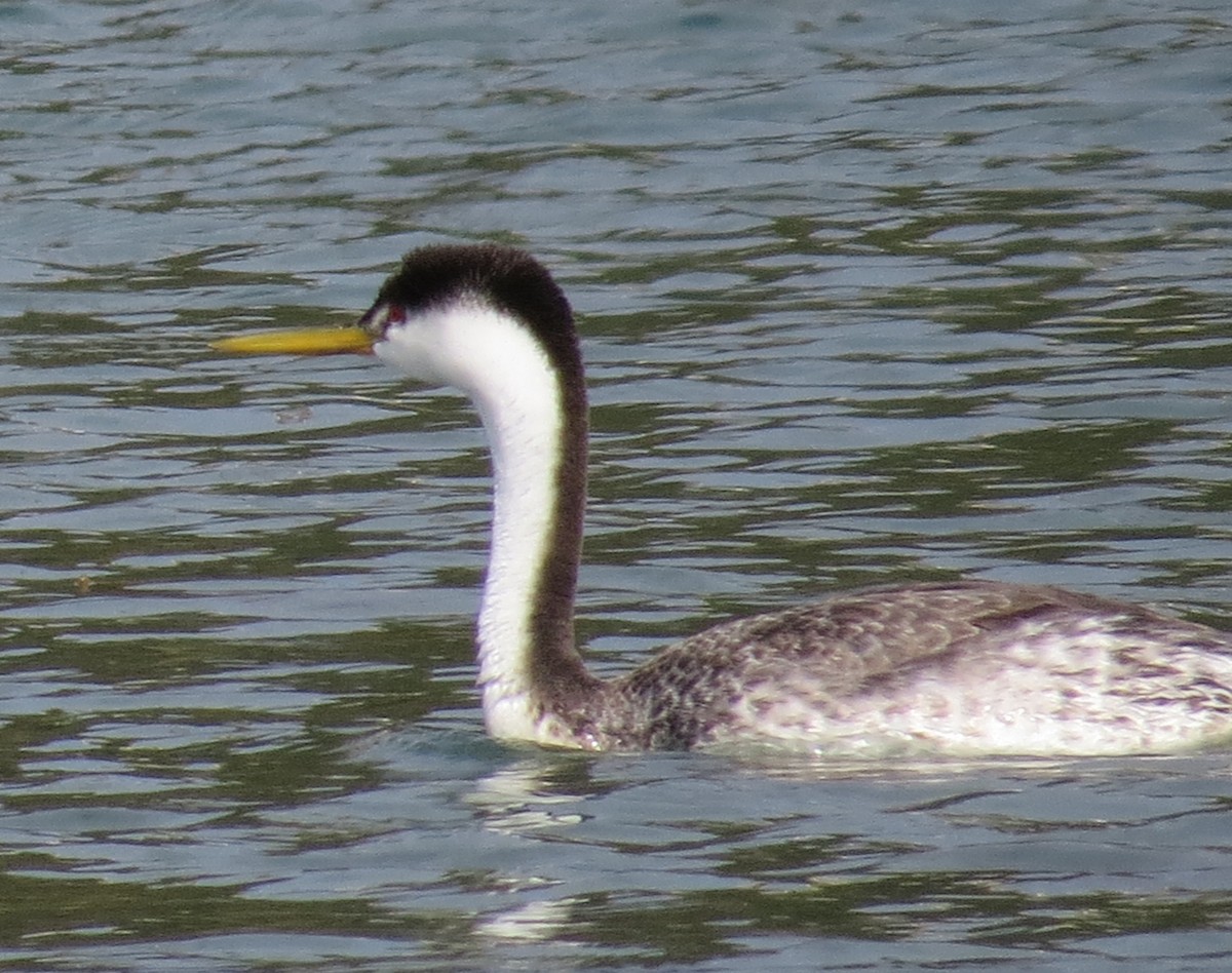 Western Grebe - ML287575401