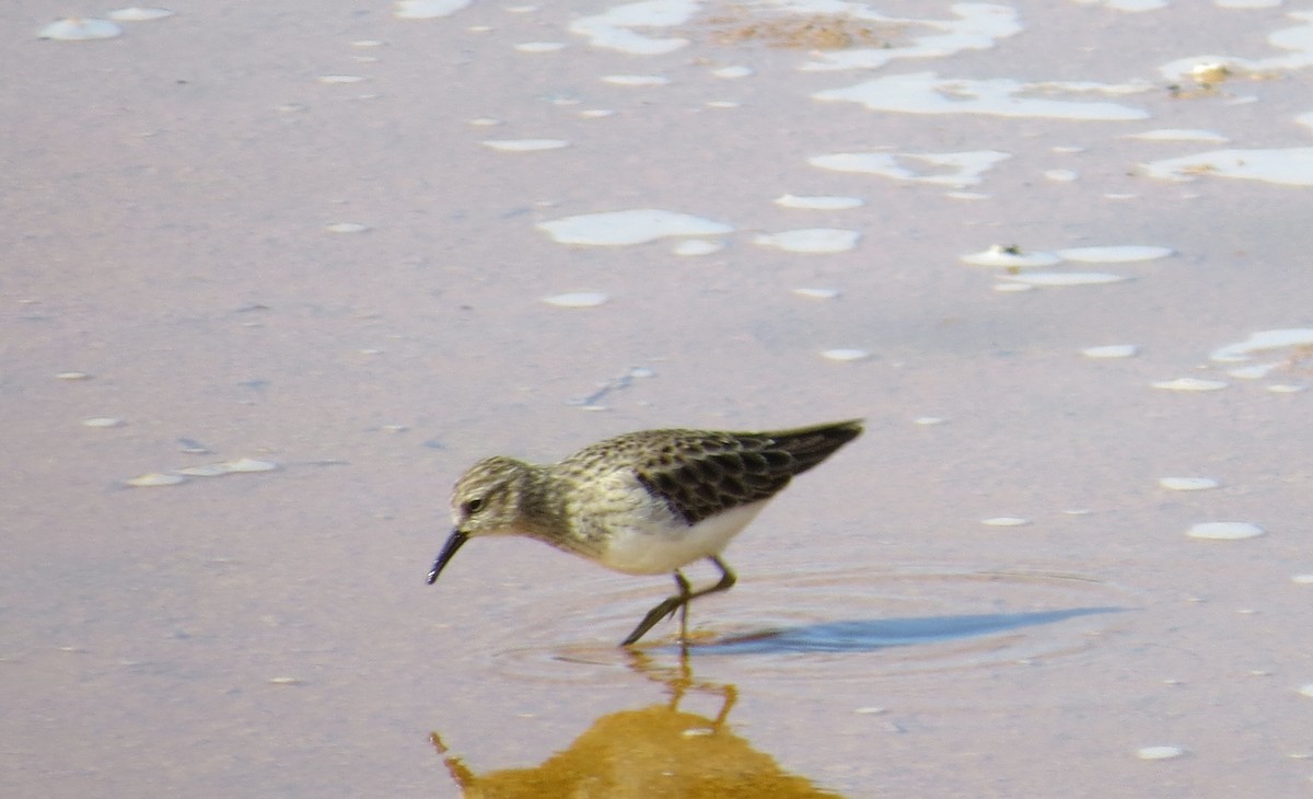 Least Sandpiper - ML287577001