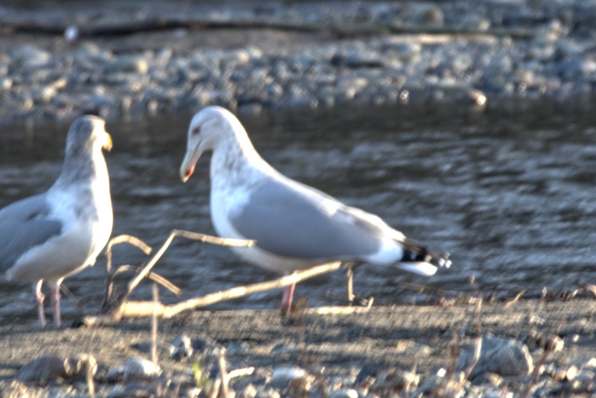 Gaviota Argéntea - ML287577131