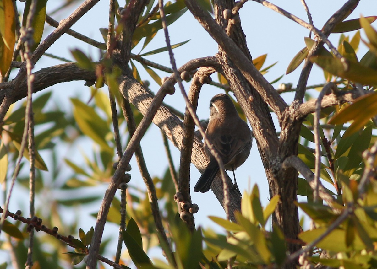 Black-throated Sparrow - ML287578251