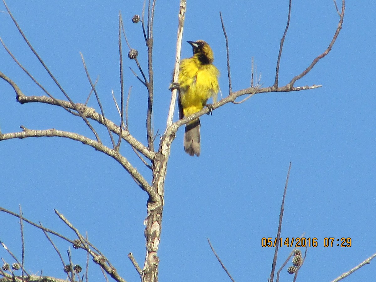 Bahama Oriole - ML28757901