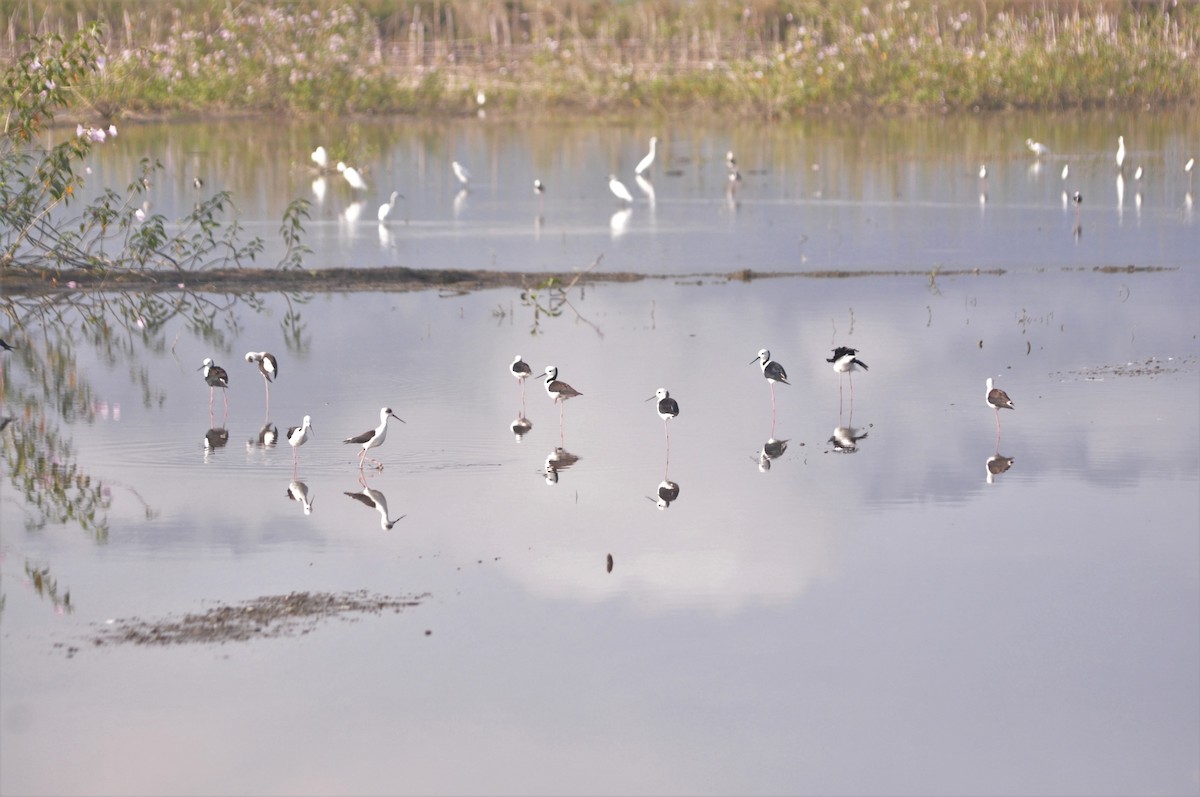 Pied Stilt - ML287579591