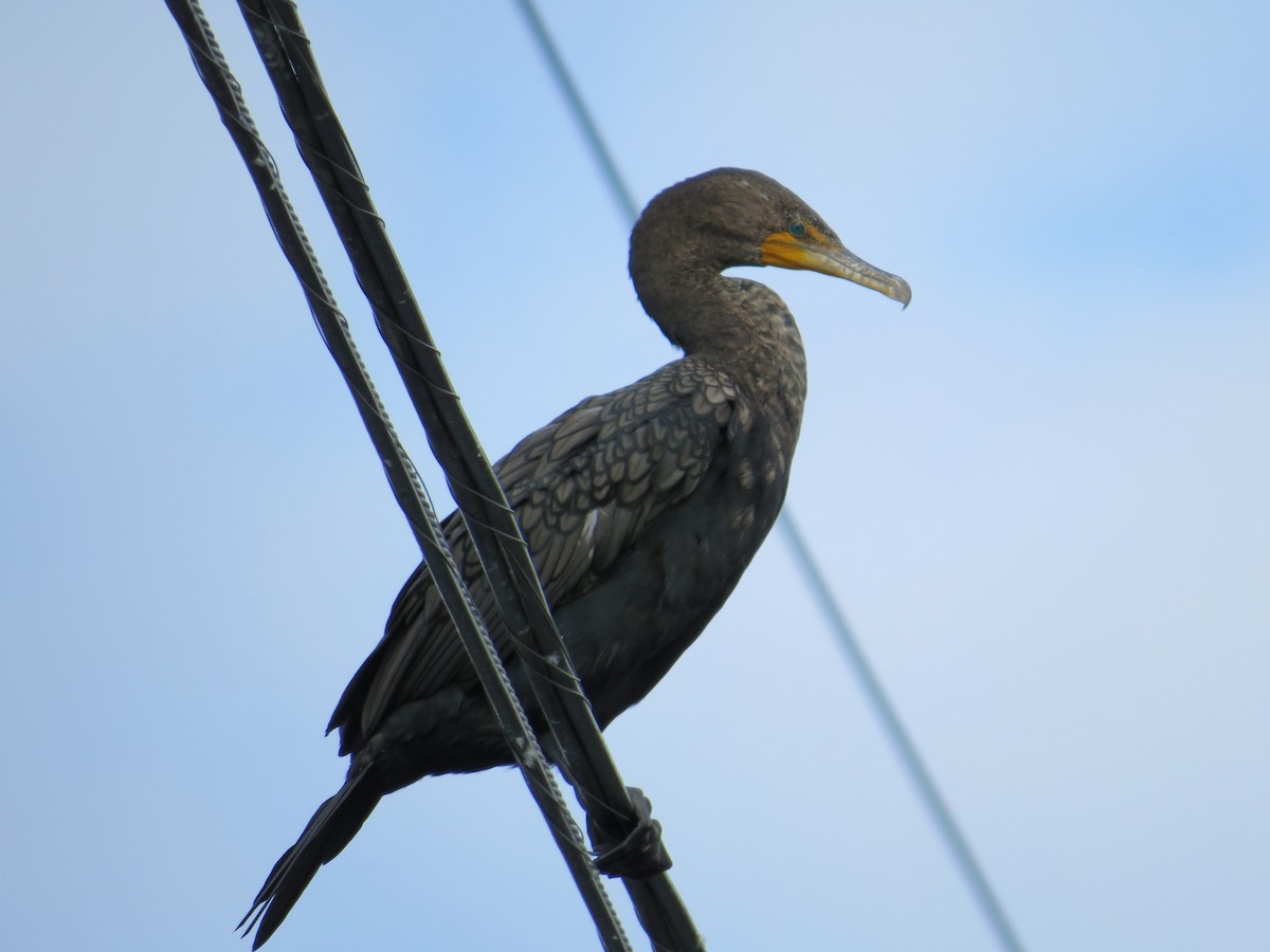 Double-crested Cormorant - ML287580101